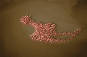 Pink Flamingos in the shape of a Flamingo