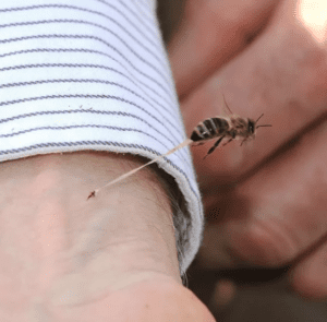 The exact moment a bee has stung someone and flying away.