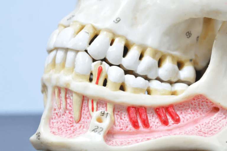 The Anatomy Of Your Teeth West Palm Beach Dentist