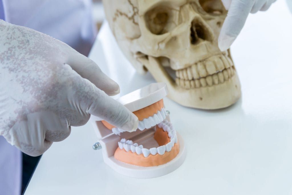 examining skull using a fake set of teeth as reference