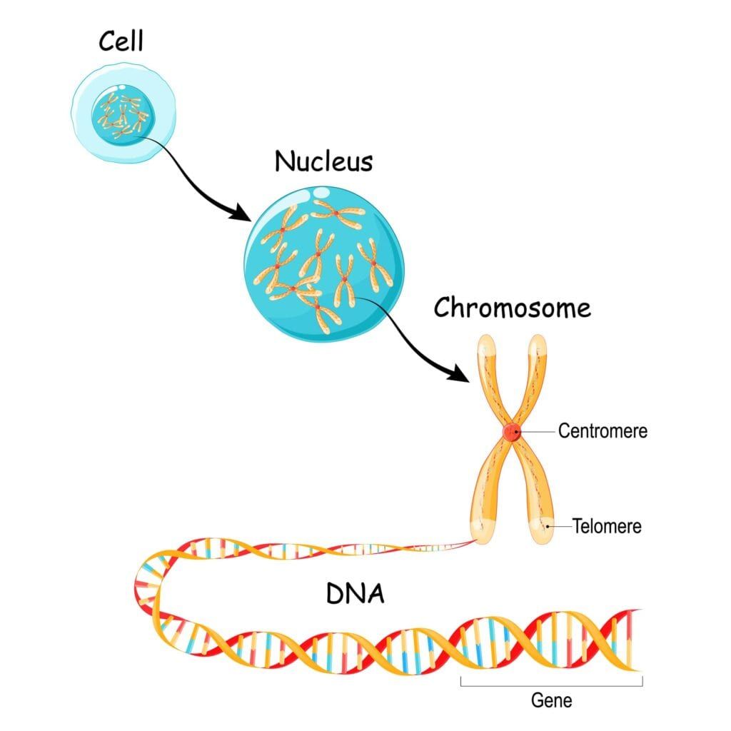 cell broken down into chromosomes broken down into DNA