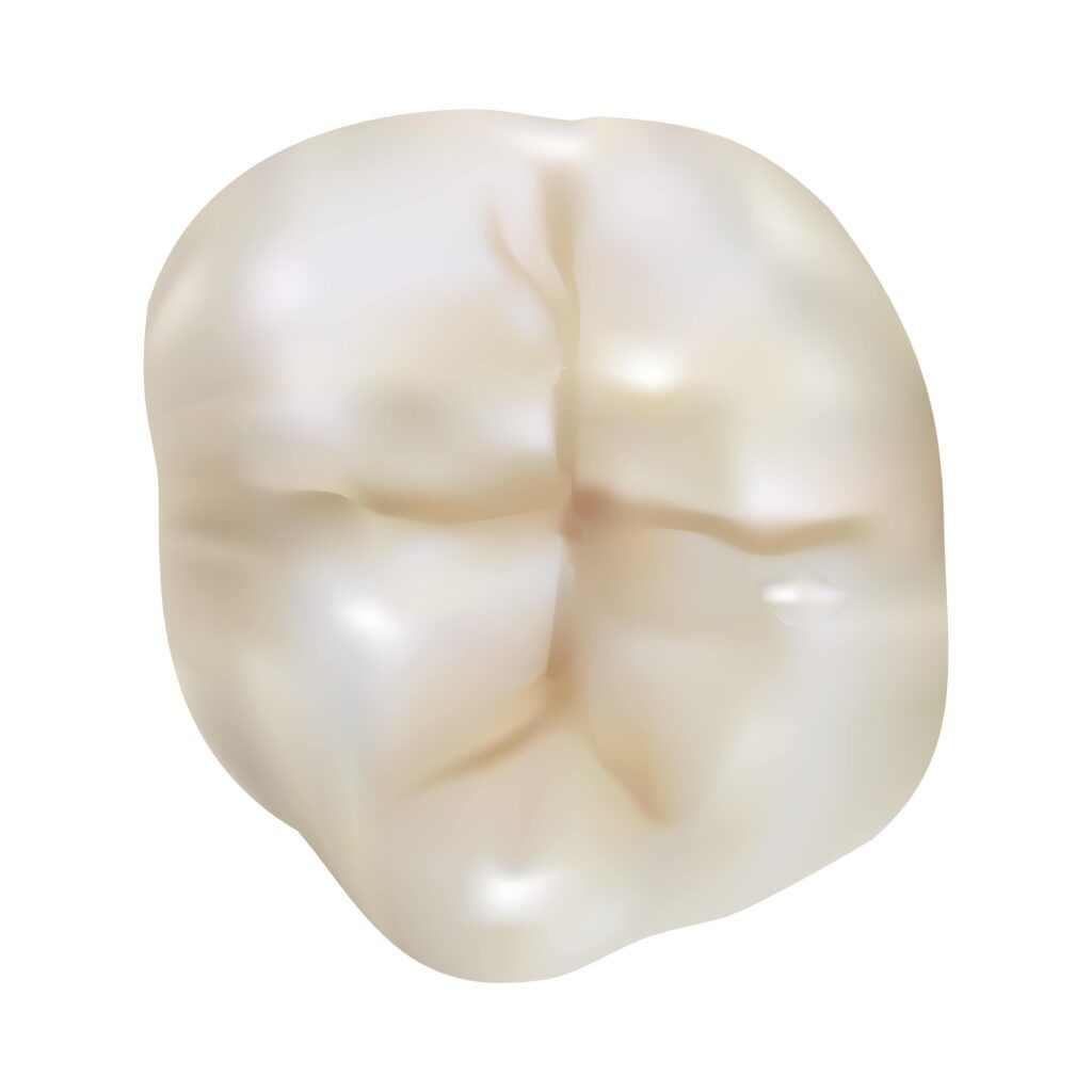 chewing surface of molar